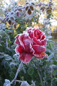 悬崖谍战剧封面，男主角在雪夜中独行，东北冬季背景烘托出极度压抑的潜伏氛围